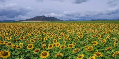 Күнбағыс экспортына баж салығы